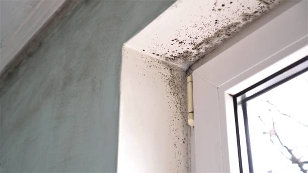 Best Emergency Mold Remediation in Grangeville, ID