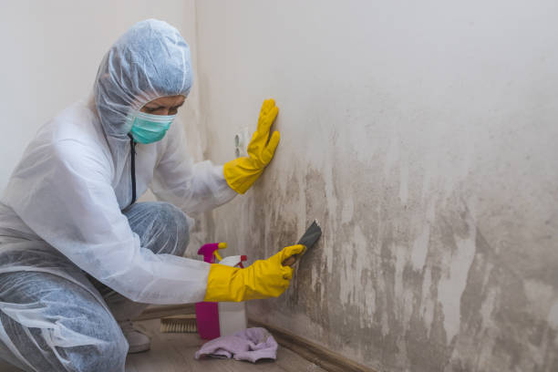 Best Crawl Space Mold Remediation in Grangeville, ID