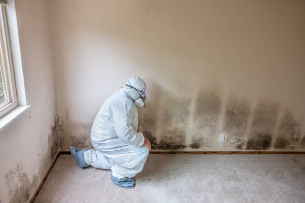 Best Emergency Mold Remediation in Grangeville, ID