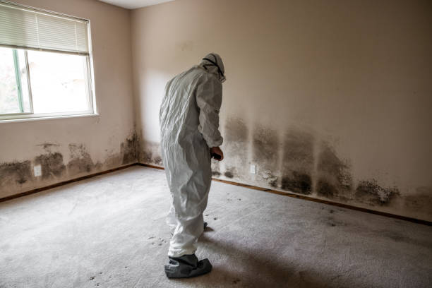 Best Post-Flood Mold Remediation in Grangeville, ID