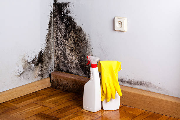 Best Crawl Space Mold Remediation in Grangeville, ID