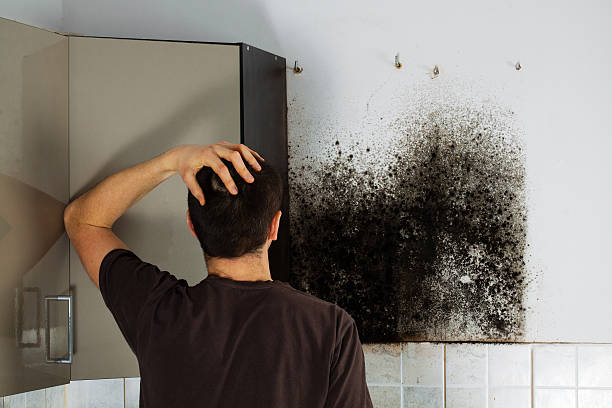 Best Residential Mold Remediation in Grangeville, ID