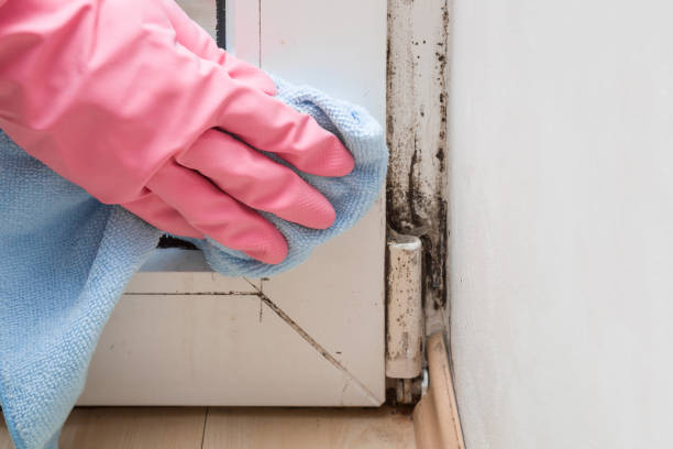 Best Basement Mold Remediation in Grangeville, ID
