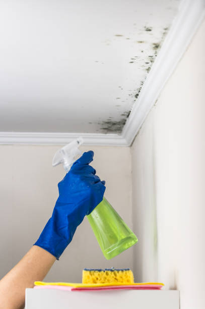 Best Emergency Mold Remediation in Grangeville, ID