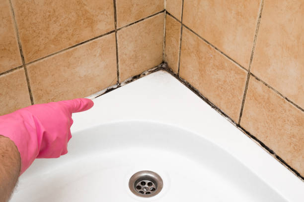 Best Bathroom Mold Remediation in Grangeville, ID